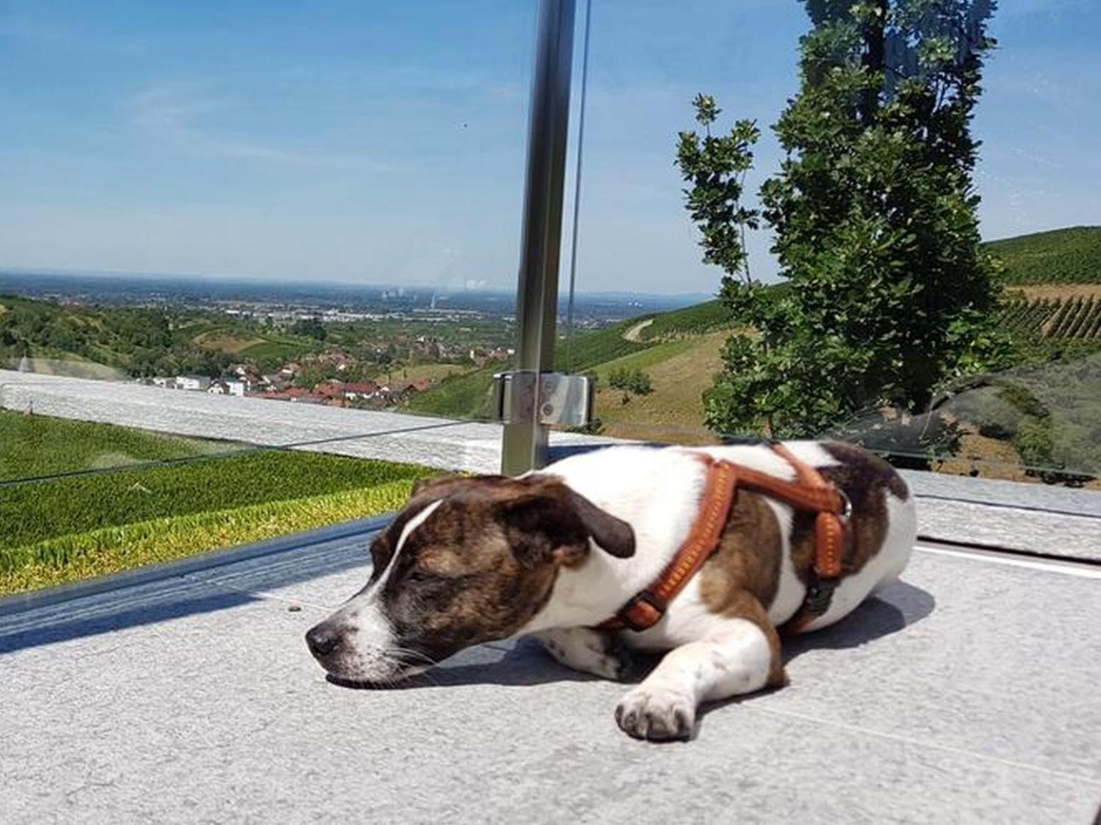 Ferienhaus Mit Panoramablick Buhlertal Luaran gambar
